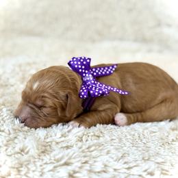 Miss Purple - Red female Australian Labradoodle puppy in Wake Forest, North Carolina from Lucky Country Labradoodles