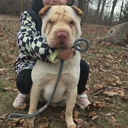 Chad - Chinese Shar-Pei