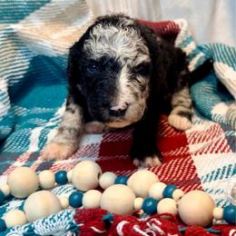 Raven - Blue merle female Aussiedoodle puppy in Taylor, Missouri from Pawsitively Doodles