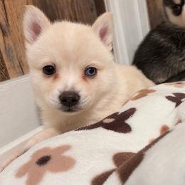 Honey - Red and white female Pomsky puppy in Mannington Township, New Jersey from Little Husky Hutt