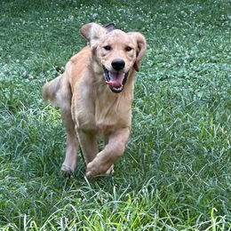 Boy 6 - Golden Retriever puppy in Fieldale, Virginia from Interlock Goldens