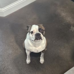 Bosston - Boston Terrier