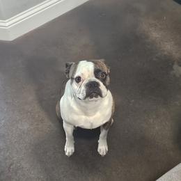 Bosston - Boston Terrier