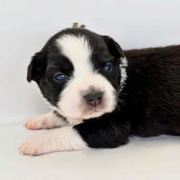 Faint mint collar - Black tri female Miniature Australian Shepherd puppy in Brooker, Florida from Triple Branch Aussies