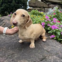 Sandy - Dachshund