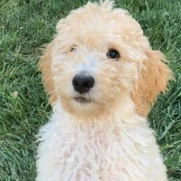 Goldendoodles and Poodles from SJFs Puppies