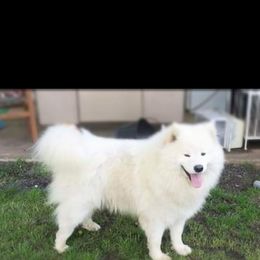 Nala - Samoyed
