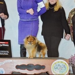 Pomeranians from Karen's Pomeranians
