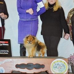Pomeranians from Karen's Pomeranians