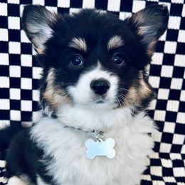 American Corgis and Pembroke Welsh Corgis from Witch Creek Corgis