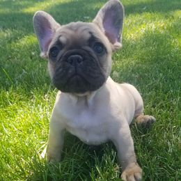 French Bulldogs from Grace's French Bulldogs