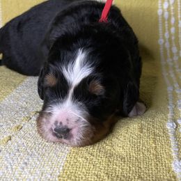 Bernese Mountain Dog Puppies from Hilltop K9