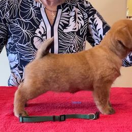 Norfolk Terrier Puppies from Regency Norfolks