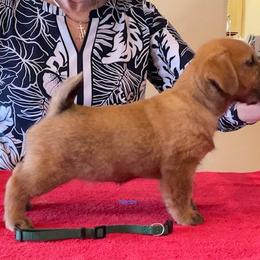 Norfolk Terrier Puppies from Regency Norfolks