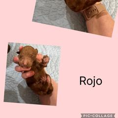 Rojo - Red male Irish Doodle puppy in Harrisburg, Arkansas from Ransone’s Ridge Runners Poodles and Doodles