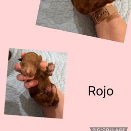 Rojo - Red male Irish Doodle puppy in Harrisburg, Arkansas from Ransone’s Ridge Runners Poodles and Doodles