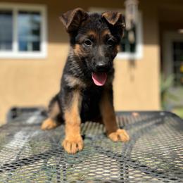 Gray - Black and red female German Shepherd puppy in Sacramento, California from Von Blackwolf German Shepherds
