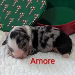 Amore - Blue merle female Australian Shepherd puppy in Parker, Colorado from Legacy Ranch Australian Shepherds