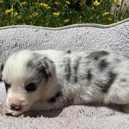 Sky - Blue merle female Australian Shepherd puppy in New Houlka, Mississippi from Skuna River Ranch