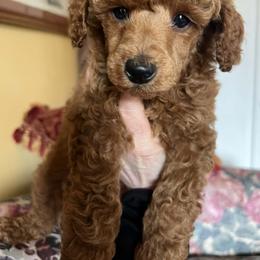 Morris - Red  male Poodle puppy in Colerain, North Carolina from Lisa's Poodles