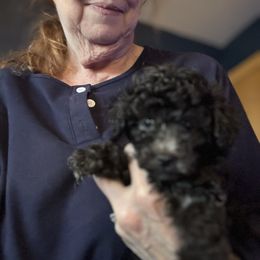 Girl - Phantom female Poodle puppy in Canterbury, Connecticut from Diamonds in the Sky
