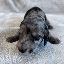 Arrow - Dapple male Dachshund puppy in Ocala, Florida from Weenie Boops