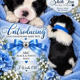 Boy 1 blue - Black and white male Shih Tzu puppy in Buxton, Maine from Shih Tzu Junction