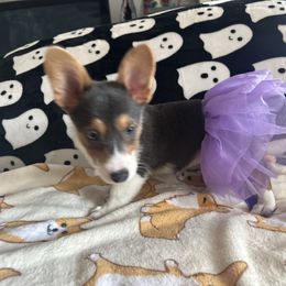Pembroke Welsh Corgi puppies from Carolina cotton candy corgis