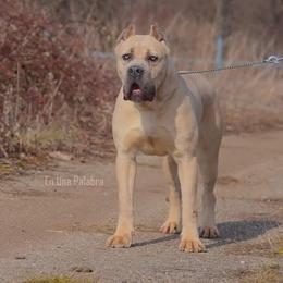 Omega En Una Palabra - Cane Corso