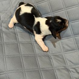 Feral - Piebald male Dachshund puppy in Florence County, South Carolina from Modern Family Standards