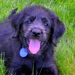 Labradoodles and Labrador Retrievers from Penny Church's Labradors & Labradoodles
