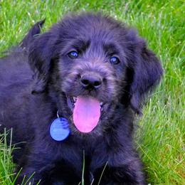 Labradoodles and Labrador Retrievers from Penny Church's Labradors & Labradoodles