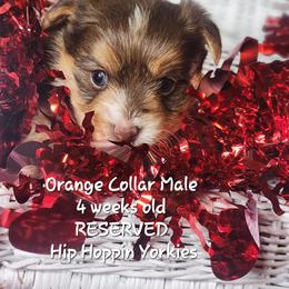 Yorkshire Terrier Puppies from Hip Hoppin Yorkies