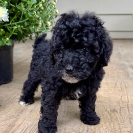 Boy 2 - Black and white male Bernedoodle puppy in Russiaville, Indiana from Pleasant Creek Minibernedoodles