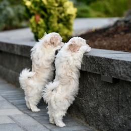 Rain - Gold sable male Havanese puppy in Oregon City, Oregon from Sweetwood Havanese