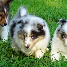 Skeeter - Boy - Blue merle male Toy Shetland Sheepdog puppy in Frazeysburg, Ohio from Mountain High Kennels