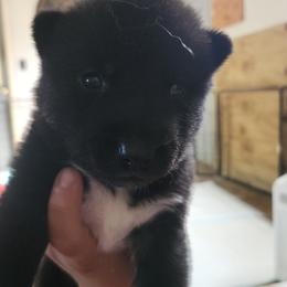 Siberian Husky Puppies from Spirit of the Moon Siberians