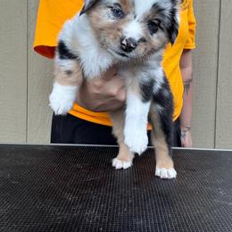 Drift - Blue merle male Miniature American Shepherd puppy in White City, Oregon from Born Rogue Miniature American Shepherds