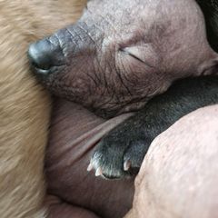 Northern Lights - Bronze Peruvian Inca Orchid puppy in Waldron, Arkansas from Gryphon Lane Dachshunds and PIOs