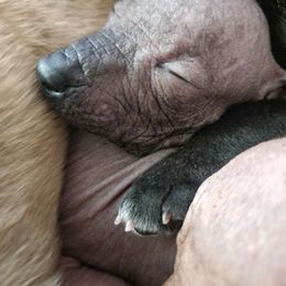 Northern Lights - Bronze Peruvian Inca Orchid puppy in Waldron, Arkansas from Gryphon Lane Dachshunds and PIOs