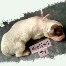 Bernedoodle Puppies from The Bernedoodle House