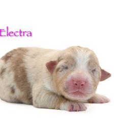 Electra - Red merle female Australian Shepherd puppy in Coldwater, Michigan from Northern Star Australian Shepherds
