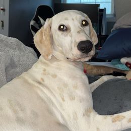 Millie - Dalmatian