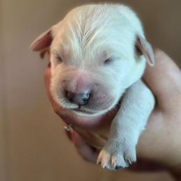 Orange - Golden male Golden Retriever puppy in Lucasville, Ohio from Halo Kennels