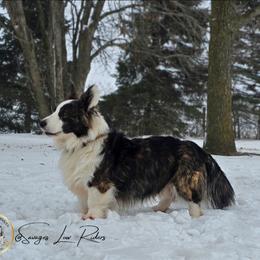 Frankie - Cardigan Welsh Corgi
