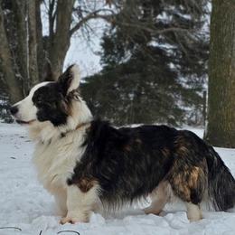 Frankie - Cardigan Welsh Corgi