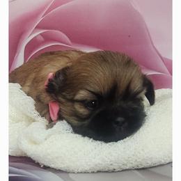 Shih Tzu Puppies from The Shih Zoo