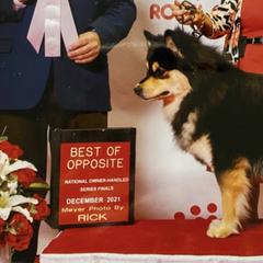 Finnish Lapphunds from Northern Lights Finnish Lapphunds