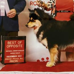 Finnish Lapphunds from Northern Lights Finnish Lapphunds