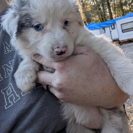 Australian Shepherd and Great Dane Puppies from AEW Farm